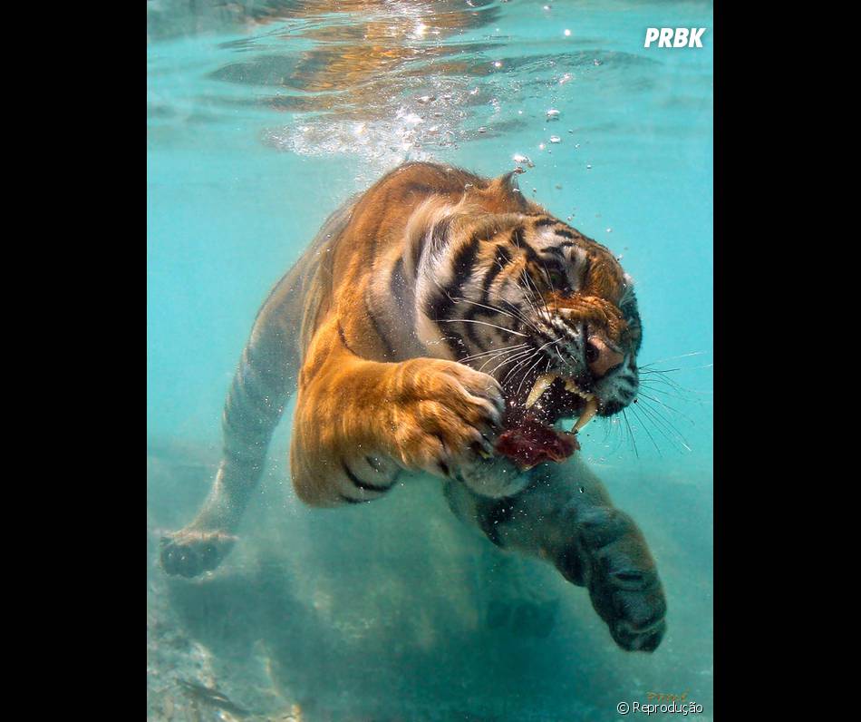 Dentro Ou Fora Da Agua E Mesmo Em Foto O Tigre E Um Animal Bem