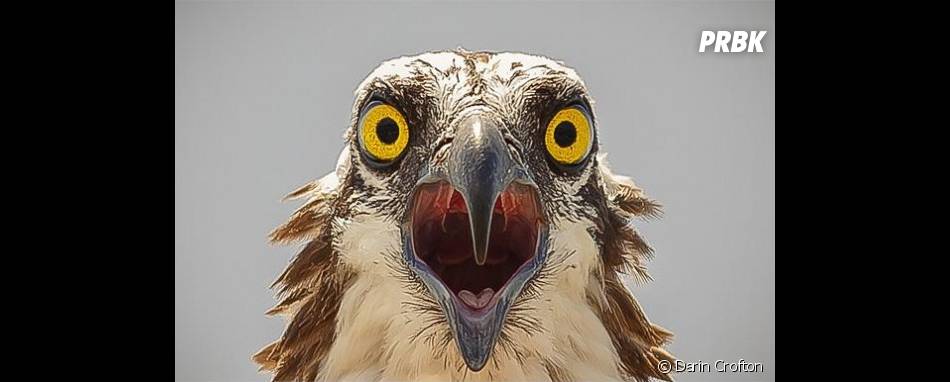 Flagra A Cara De Assustada De Uma Aguia Purebreak
