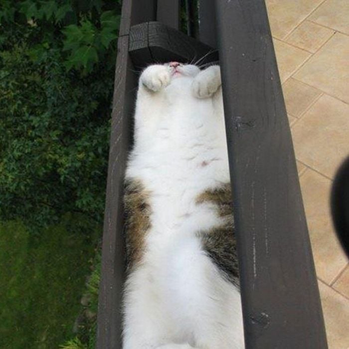  Que moleza para esse gatinho que s&amp;oacute; quer saber de deitar no banco e curtir o sol 