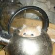  Tem lugar mais quentinho para um gato se esconder do que um bule de caf&eacute;? 