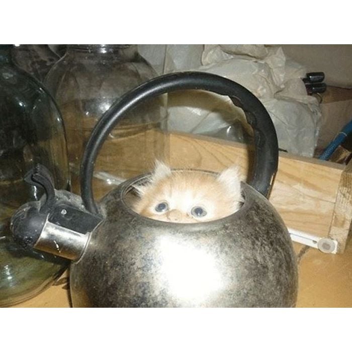  Tem lugar mais quentinho para um gato se esconder do que um bule de caf&amp;eacute;? 
