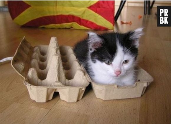 Será que esse gato nasceu de um ovo?