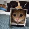  Ser&aacute; que algu&eacute;m vai achar esse gatinho aventureiro escondido nessa caixinha? 