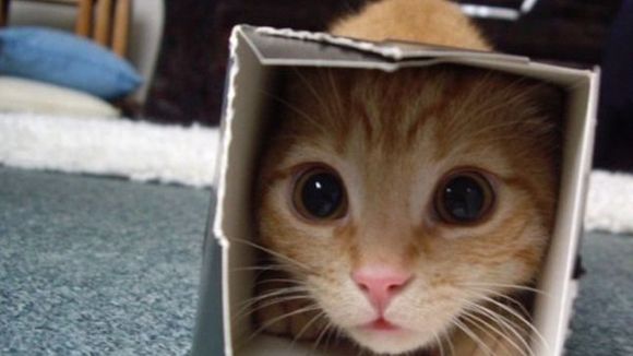 30 gatos aventureiros que se escondem nos lugares mais inusitados!