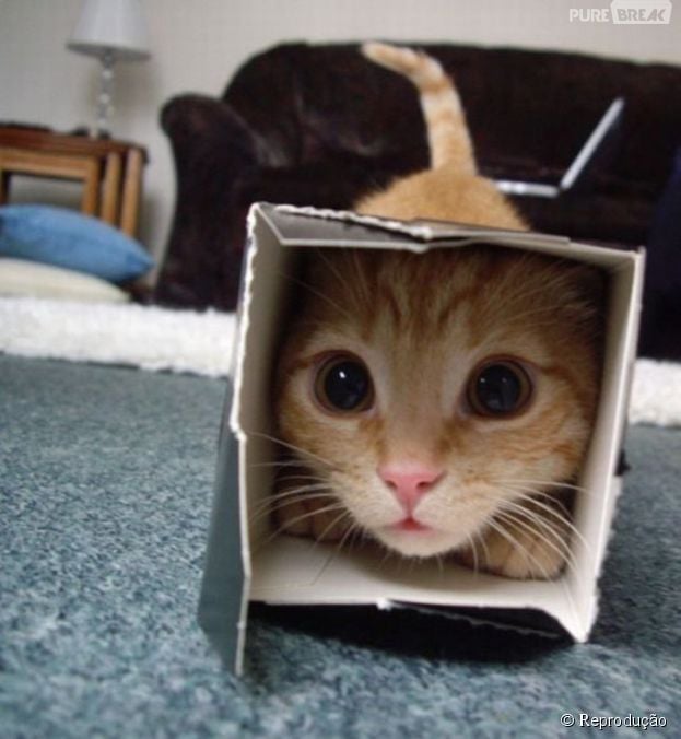 Ser&aacute; que algu&eacute;m vai achar esse gatinho aventureiro escondido nessa caixinha?