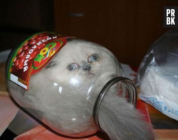 Esse gato é tão fofinho, que pediu para ser colocado dentro de um potinho