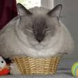  J&aacute; esse gatinho acha que cabe numa pequena cesta 