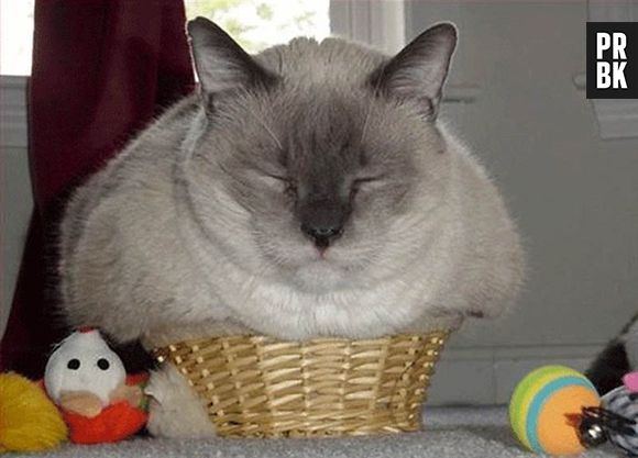 Já esse gatinho acha que cabe numa pequena cesta