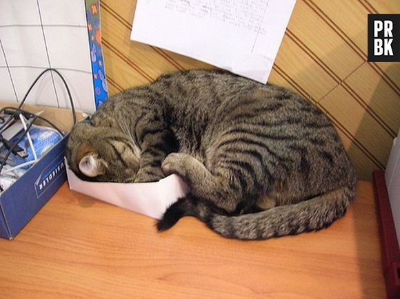 Será que o gato achou alguma coisa de comer nessa caixa?