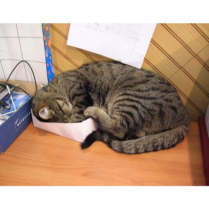  Ser&amp;aacute; que o gato achou alguma coisa de comer nessa caixa? 