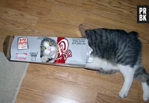 Alguém quer um picolé feito de gato? (risos)