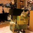  Caixas de mudan&ccedil;as s&atilde;o lugares perfeitos para gatos que adoram se esconder 