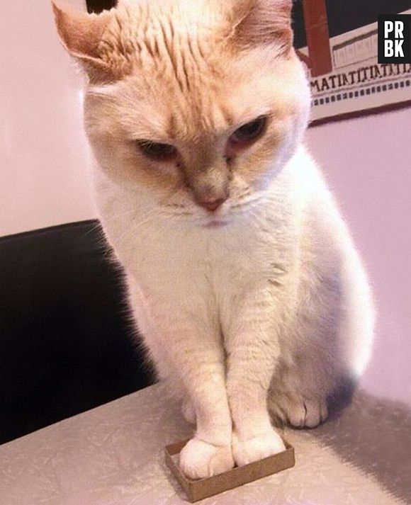 Gatinhos adoram se esconder em objetos muito pequenos