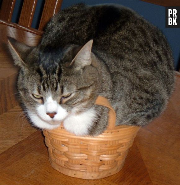 Com esse tamanho todo, é lógico que esse gatinho não ia caber nessa cestinha