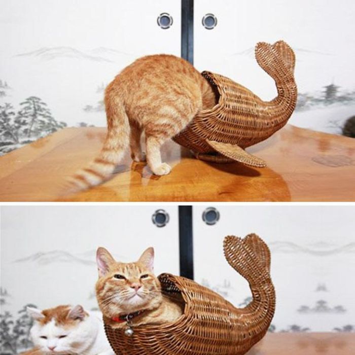  A maioria dos gatos adora comer peixe, emquanto esse gosta de se esconder dentro de um 