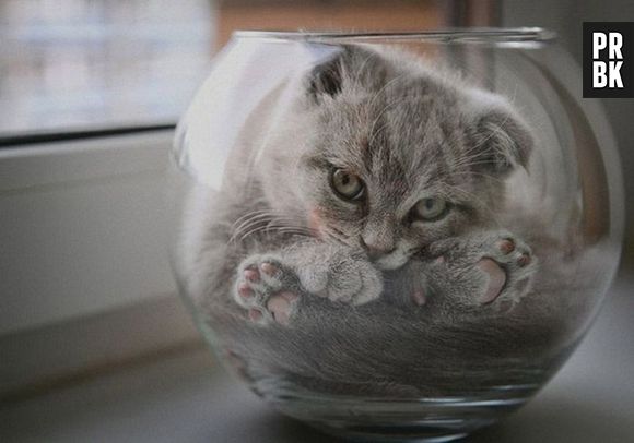 Esse gato ficou com ciúme dos peixes e se escondeu no aquário