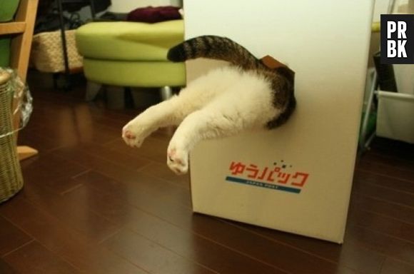 Gatos não resistem e se encaixam em qualquer buraco que veem