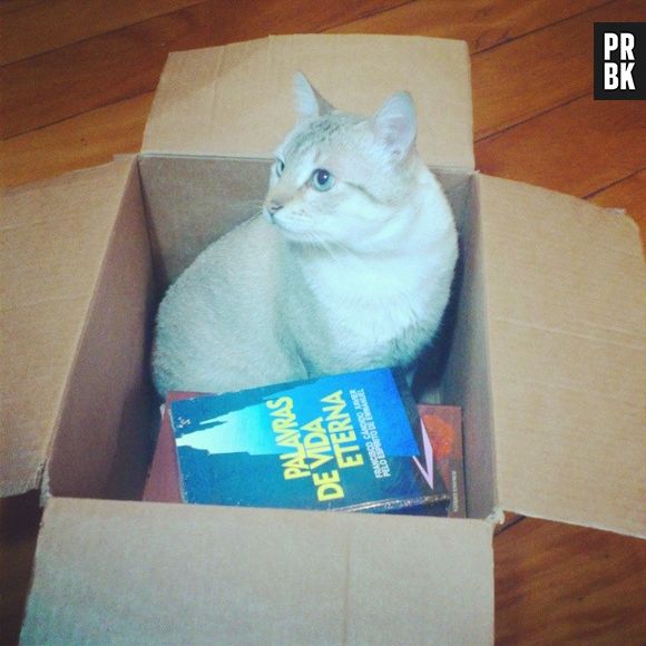 Já esse gatinho prefere as caixas de mudança do que sua caminha