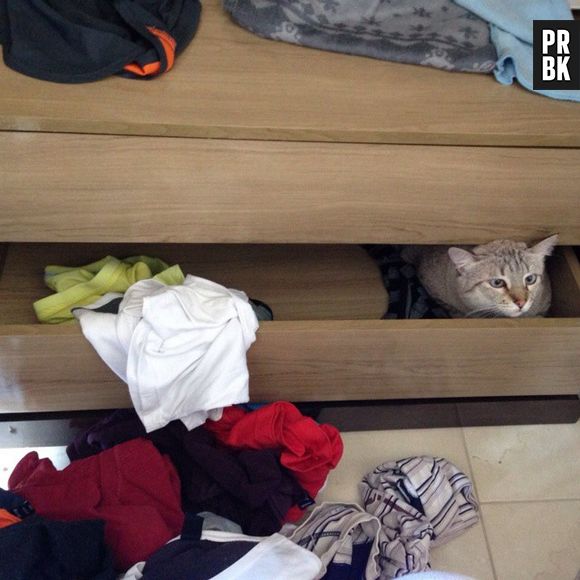 Gatos aventureiros adoram se esconder entre as camas dos donos, principalmente se tiver um bagunça
