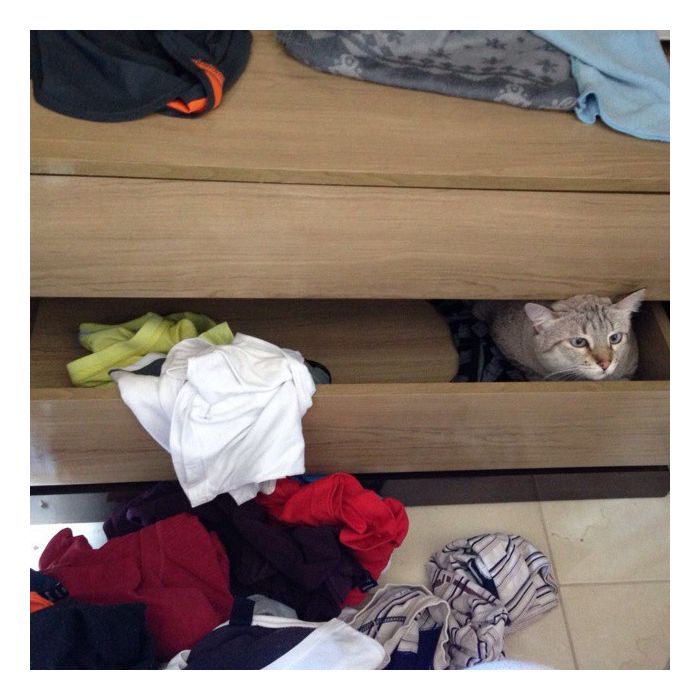  Gatos aventureiros adoram se esconder entre as camas dos donos, principalmente se tiver um bagun&amp;ccedil;a 