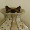 Esse gato escondido achou que ninguém ia achar ele dentro do vaso
