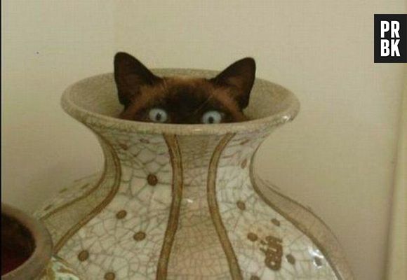 Esse gato escondido achou que ninguém ia achar ele dentro do vaso