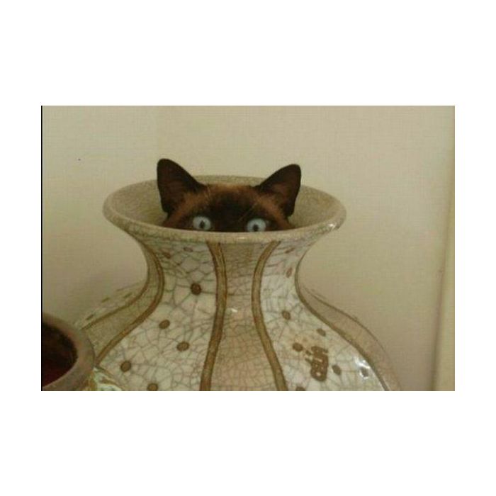 Esse gato escondido achou que ningu&amp;eacute;m ia achar ele dentro do vaso 