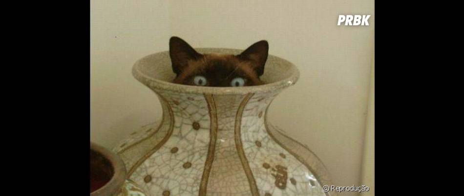 Esse gato escondido achou que ninguém ia achar ele dentro do vaso ...