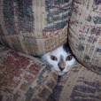 Tem lugar mais aconchegante para um gato se esconder do que dentro do sof&aacute;? 