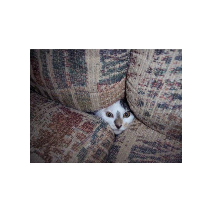  Tem lugar mais aconchegante para um gato se esconder do que dentro do sof&amp;aacute;? 