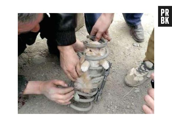 Já esse gato resolveu brincar e se esconder dentro de uma mola