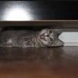  - Eu sou um gato e voc&ecirc; me achou escondido! 