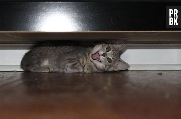 - Eu sou um gato e você me achou escondido!