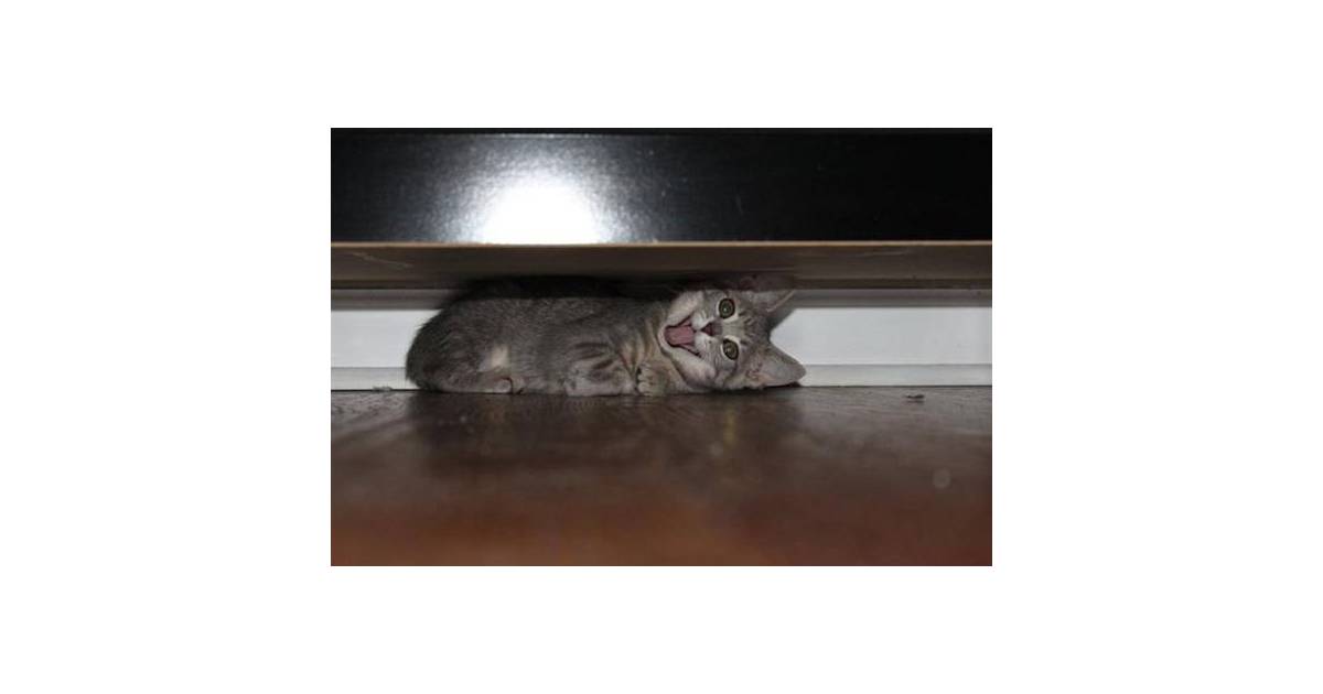 Tem lugar mais aconchegante para um gato se esconder do que dentro do sofá?  - Purebreak