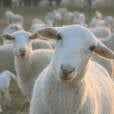  Cientistas provaram que ovelhas conseguem reconhecer o rosto de outras ovelhas 80% das vezes. Interessante, n&eacute;? 