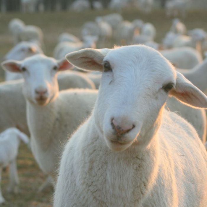  Cientistas provaram que ovelhas conseguem reconhecer o rosto de outras ovelhas 80% das vezes. Interessante, n&amp;eacute;? 