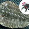 Para fazer o Anorith foram lá atrás buscar o Anomalocaris