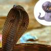 A Arbok não ficou muito diferente da Naja