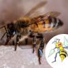 A Beedrill, obviamente é uma Abelha