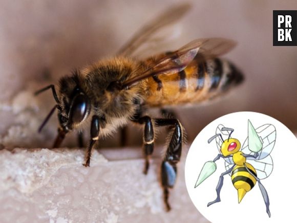 A Beedrill, obviamente é uma Abelha