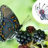 A Butterfree nada mais é do que uma Borboleta