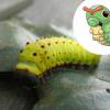 O Caterpie é uma Lagarta. Jura?