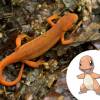 O Charmander foi criado em cima da ideia de uma Salamandra