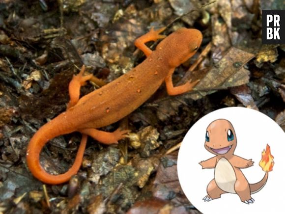 O Charmander foi criado em cima da ideia de uma Salamandra