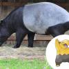 O Drowzee foi inspirado na Anta, um mamífero 100% brasileiro!