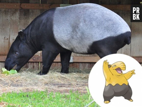 O Drowzee foi inspirado na Anta, um mamífero 100% brasileiro!