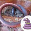 Qualquer Cobra serviu de inspiração para a Ekans