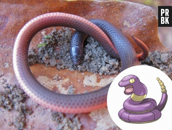 Qualquer Cobra serviu de inspiração para a Ekans