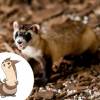 O Furret é um Furão, só que mais bonitinho