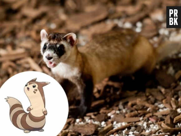 O Furret é um Furão, só que mais bonitinho